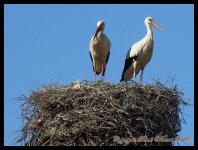 AlgarveBirds2010 025.JPG