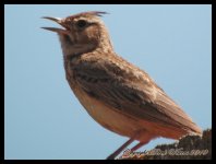 AlgarveBirds2010 014.JPG