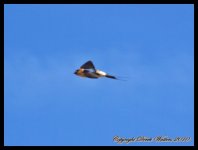 AlgarveBirds2010 028.JPG