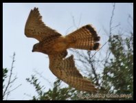 AlgarveBirds2010 034.JPG