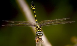 DSCN1584 Common Flangetail + bee bf.jpg