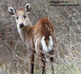 tufted deer.jpg