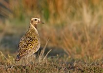 golden plover_may 210004.jpg