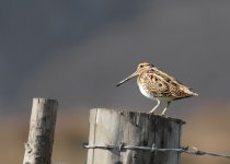 snipe_may 210019.jpg