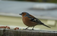 A daily visitor. Kippford [].JPG