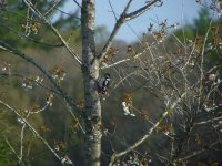 A surprise visitor. Kippford [].JPG