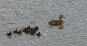 Lil cuties! Wigtown.JPG