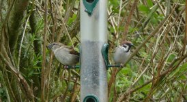 House & Tree Sparrow. Caerlaverock..JPG