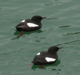 Black Guillemots. Portpatrick harbour..JPG