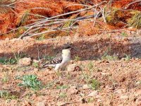 IMG_7056_Great-spotted Cuckoo.jpg