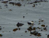 Spot the Eiders. Portpatrick.JPG