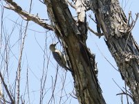 woodpecker-2.JPG