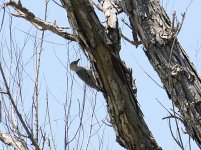 woodpecker-3.JPG