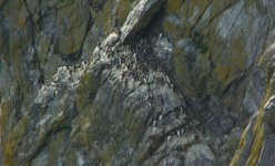 Guillemots. Mull of Galloway [].JPG