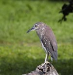 bc night heron G1 zeiss28 sw20x_1860362.jpg