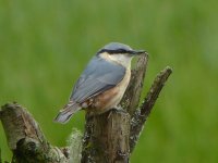 Nuthatch. RSPB Ken Dee.JPG