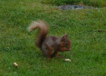 Red Squirrel. Kippford.JPG