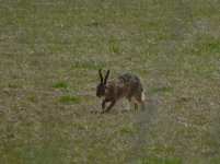 Hare. RSPB Mersehead.JPG