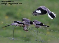 Tibetan shrike.jpg