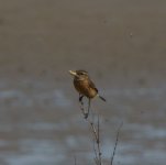 Stonechat (f) New England Bay..JPG