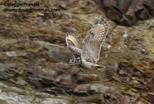 eagle owl.jpg