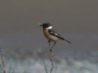 Stonechat (m) New England Bay..JPG