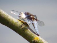 Broad-bodied Chaser.JPG
