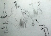 egret sketch 2_2259.jpg