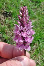 Dactylorhiza fuchsii.jpg