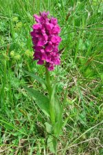 Dactylorhiza incarnata 2.jpg