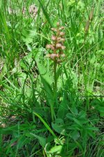 Dactylorhiza viridis.jpg