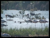 AlgarveBirds2010 039.JPG