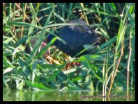 AlgarveBirds2010 041.JPG