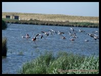 AlgarveBirds2010 042.JPG