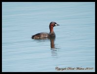 AlgarveBirds2010 044.JPG