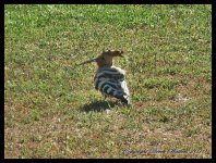 AlgarveBirds2010 045.JPG