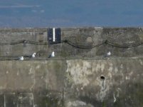 Iceland Gull_Girdle Ness_220510a.jpg