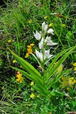 Schwertblättriges Waldvögellein Cephalanthera longifolia.jpg