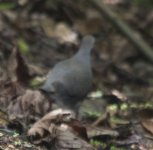 _grey chested dove_01.jpg
