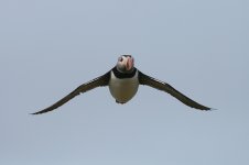 Puffin5.jpg