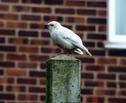 white-starling.jpg