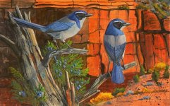 Scrub Jays.jpg