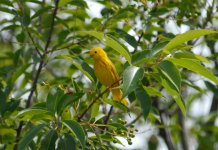 Yellow warbler.jpg