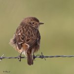 stonechat1.jpg