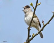 blackcap1.jpg