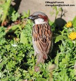 House Sparrow.jpg