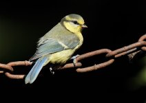 Blue Tit.jpg