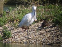 Spoonbill etc 5th August 2009 058.jpg