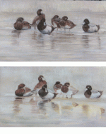 compare-scaup-1.gif