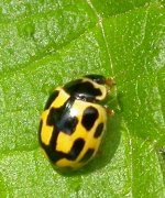 14-spot ladybird ex9939 (cropped).JPG